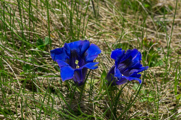 Macro bule mountain flower