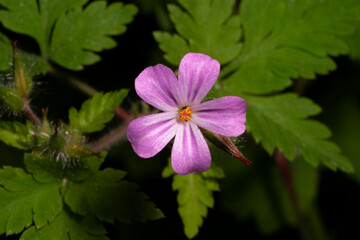 Flowering Roberts geranium  with beautiful pink little flowers in the forest. Geranium robertianum,...