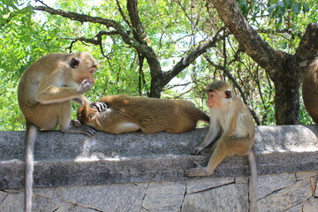 Cute and funny monkeys шn Sri Lanka