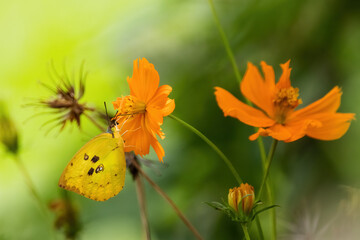 Pale Clouded yellow