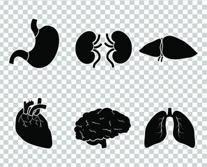 Human organs vector icon. Realistic human organs icons on transparent background. Set of organs vector iluustration.