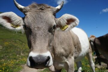 Close up of a swiss cow, portrait style, cow animal looking into the camera