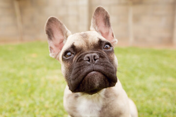 english bulldog puppy