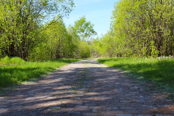 Fototapeta na wymiar Old cobblestone road in the forest. Background. Scenery.