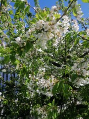 blossoming tree