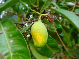 Mango with disease 