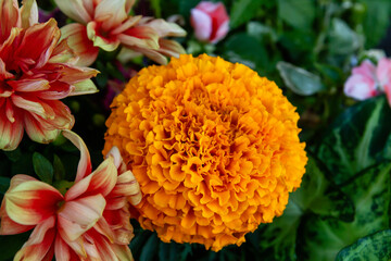 Mexican marigold orange flower