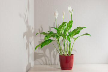 Spathiphyllum blooms. A plant with white flowers with the name Female happiness in a flower pot on a wooden table
