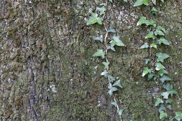 corteccia con pianta rampicante