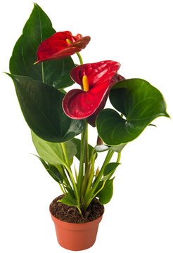 Red flamingo anthurium flower isolated on white background. Heart-shaped flower. Flamingo flowers or Boy flowers Pigtail. Anthurium andraeanum (Araceae or Arum). Anthuriums symbolize hospitality.