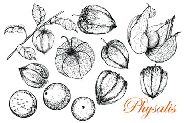 Physalis. Monochrome sketch of fruits and leaves. Vector illustration of a stock of golden berries. Vintage engraved superfood style. Hand drawn. For badge for label, poster, packaging design of vegan