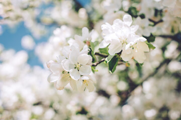 Naklejka na ściany i meble Branch of a blossoming apple tree in a spring garden. Spring blossom.