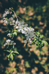 Branch of a blossoming apple tree in a spring garden.