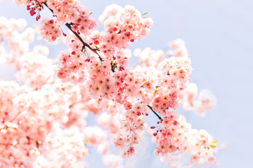 Amazing pink cherry blossoms on the Sakura tree. Beautiful spring tree.