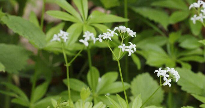 The floer of Galium odoratum, the sweetscented bedstraw