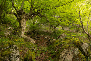 Naklejka premium very lush forest in Cantabria