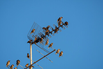 Thousands of starling birds in the sky, telephone poles,