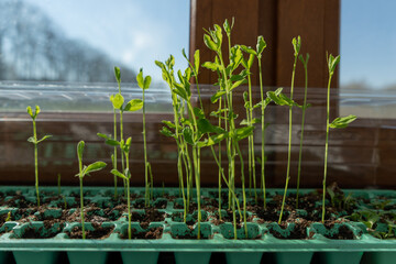 rozsady pomidorów hodowane w domu na parapecie © Piotr Szpakowski