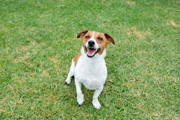 jack russell terrier puppy