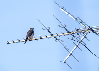 Merlin on the TV antenna