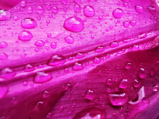 Closeup shot of waterdrops on the pink petal