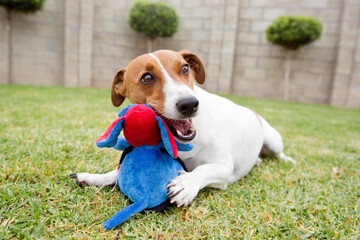 jack russell terrier sitting on the grass playing with a toy