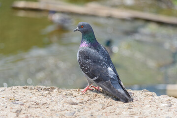 A lone dove sits on the ground on a sunny day