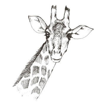 Hand drawn giraffe isolated on white, vector illustration