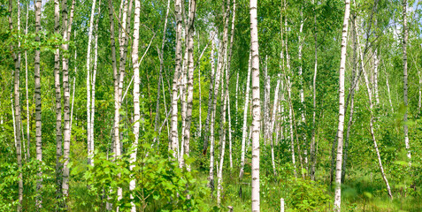 Wide panoramic beautiful may scenic landscape with birch copse. Birch forest. Birch Grove. White...