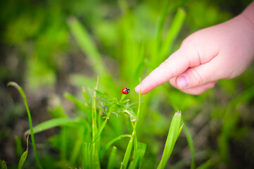 the child points a finger at a ladybug. ladybird on the grass