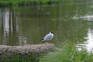 A lone dove sits on the ground on a sunny day