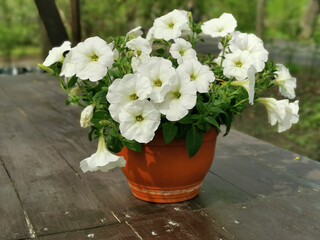 A flower pot with a white petunia on a brown wooden table in the park on Elagin Island in St. Petersburg..