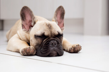 french bulldog puppy sleeping