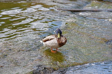 Wild duck stands in a pond