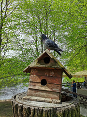 Bird and squirrel feeder in the form of a wooden house on a tree trunk, a pigeon sits on top in a park on Elagin Island in St. Petersburg.