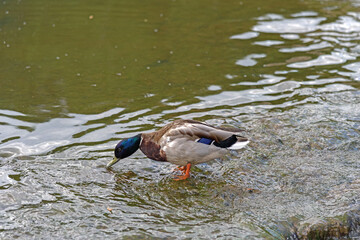 Wild duck stands in a pond