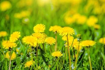 Lots of yellow dandelions on the green grass
