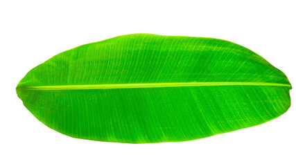 Banana leaf isolated on white background, File contains a clipping path. Concept plant family Musaceae.