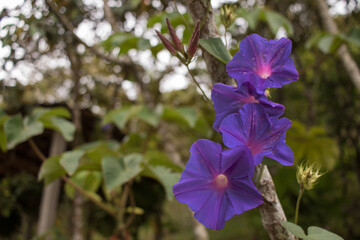 flowers in the garden