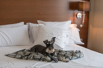schnauzer waiting for the room service in a hotel room - obrazy, fototapety, plakaty