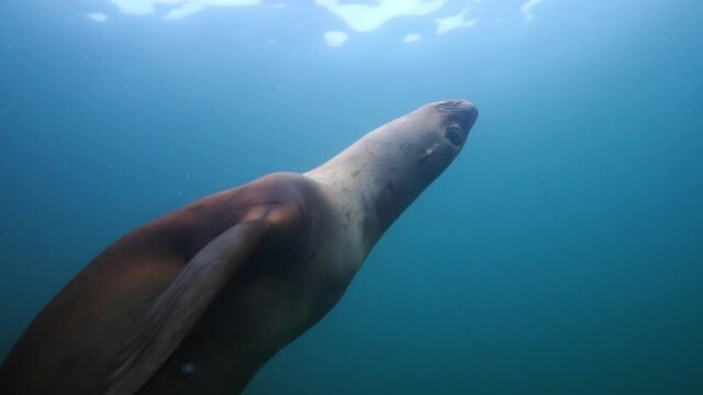 Close-Up Shot Of Seal Swimming In Deep Ocean - British Columbia, Canada