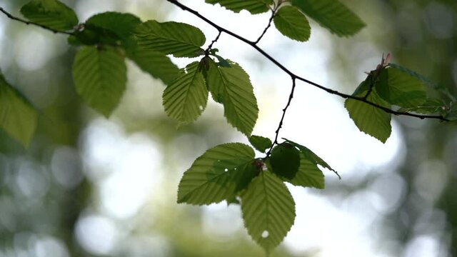  Close-up of a branch of an elm tree (Ulmus glabra) with green leaves in the evening forest on a blurred background. Natural background.