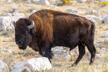 Beautiful closeup view of a bison standing in the middle of the field