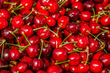Picked, red, ripe cherry fruits in a wooden box, on a plantation in Novi Sad, Serbia-background.