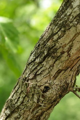 Obraz premium Macro of a tree branch in the summer