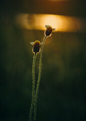 flower in the sun