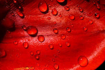 Water drops on a bright red flower petal