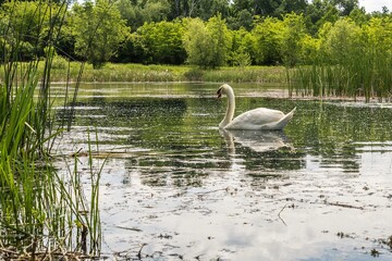 Summer swan (Cygnus olor) 