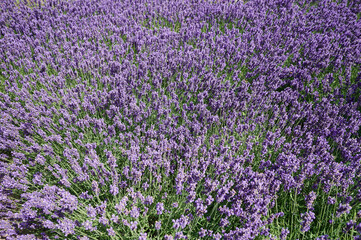 Obraz premium Purple lavender plant