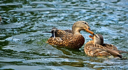 Fototapeta premium duck in the water